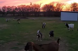 131 Hcr 1417, Covington, TX 76636 - Photo 6