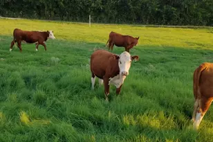 2400 Springfield Rd, Springtown, TX 76082 - Photo 28