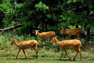 9033 Safari Shores Drive, LaRue, TX 75770 - Photo 32