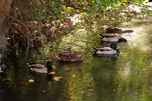 14277 Preston Rd, Dallas, TX 75254 - Photo 14