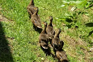 14277 Preston Rd, Dallas, TX 75254 - Photo 38