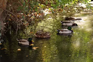 14277 Preston Rd, Dallas, TX 75254 - Photo 14