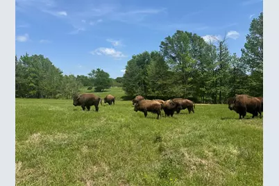 12403 Fm 1975 #Parcel G, Gilmer, TX 75644 - Photo 4