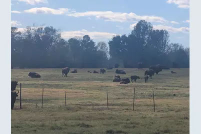 12403 Fm 1975 #Parcel G, Gilmer, TX 75644 - Photo 8