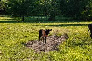 0 County Road 2402, Canton, TX 75103 - Photo 34