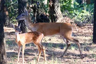 229 Joy Trail, Paradise, TX 76073 - Photo 30