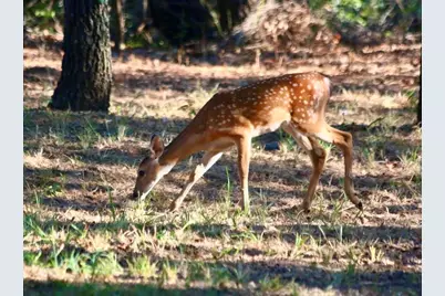 229 Joy Trail, Paradise, TX 76073 - Photo 28