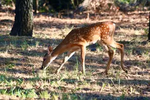 229 Joy Trail, Paradise, TX 76073 - Photo 28