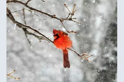 229 Joy Trail, Paradise, TX 76073 - Photo 34