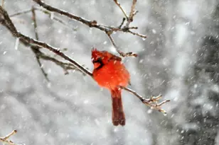 229 Joy Trail, Paradise, TX 76073 - Photo 34