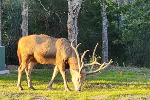 Lot 283 Eland Trail, LaRue, TX 75770 - Photo 32