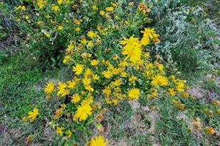 Lot 283 Eland Trail, LaRue, TX 75770 - Photo 8