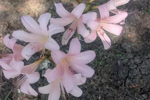 203 N Main St, Red Oak, TX 75154 - Photo 32