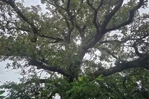 Lot 113 Shore Crest Way, Athens, TX 75752 - Photo 6