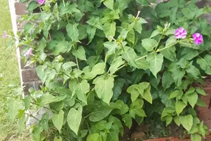 2708 Stockton St, Denton, TX 76209 - Photo 36