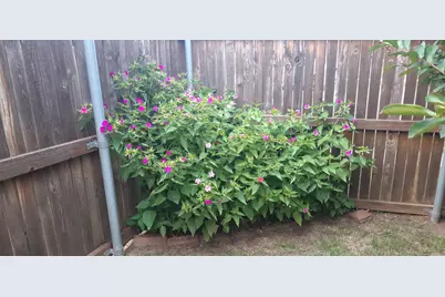 2708 Stockton Street, Denton, TX 76209 - Photo 38