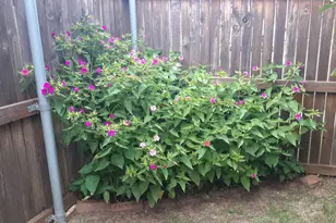 2708 Stockton St, Denton, TX 76209 - Photo 38