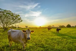 12900 County Rd 2803, Eustace, TX 75124 - Photo 12