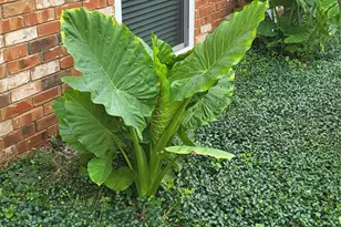 4317 Hartford St, Dallas, TX 75219 - Photo 10