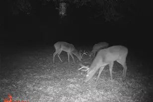 3102 Co Rd 3115, Greenville, TX 75402 - Photo 40