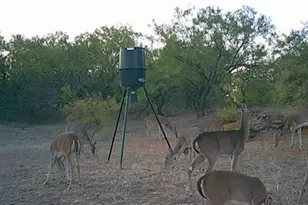 4599 Burwick Rd, Jacksboro, TX 76458 - Photo 30