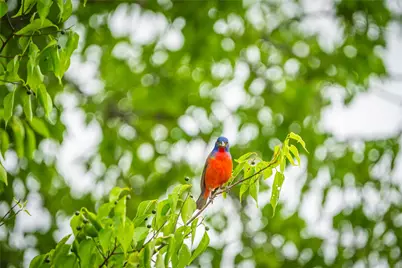 0 County Road 2592, Marietta, TX 75568 - Photo 20