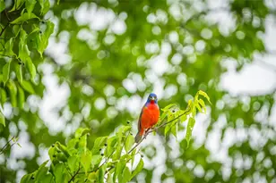 0 Co Rd 2592, Marietta, TX 75568 - Photo 20