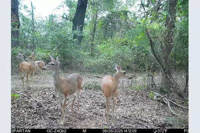 0 County Road 2592, Marietta, TX 75568 - Photo 38