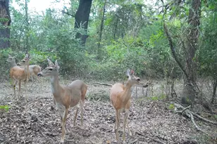 0 Co Rd 2592, Marietta, TX 75568 - Photo 38