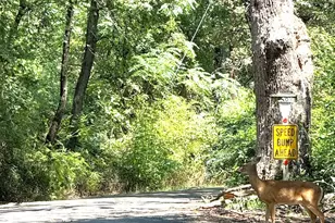 409 Willow, Wills Point, TX 75169 - Photo 38