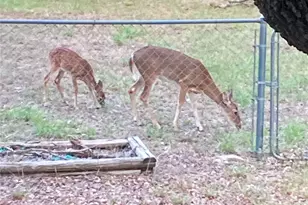 801 Hwy 2214, Eastland, TX 76448 - Photo 38