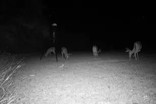 205 Country Ln, Malakoff, TX 75148 - Photo 30