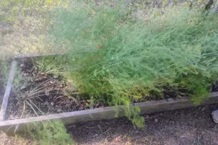 510 US Business Hwy 82, Avery, TX 75554 - Photo 10