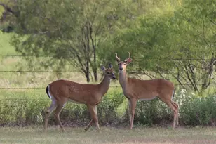 901 Pigg Rd, Bowie, TX 76230 - Photo 36