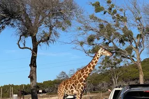 1020 Rose Ct, Nemo, TX 76070 - Photo 6