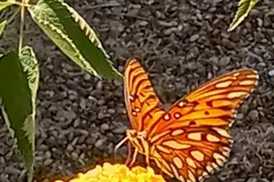 306 W Brin St, Terrell, TX 75160 - Photo 30