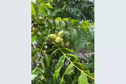 6734 Oak Hill Lane, Celina, TX 75009 - Photo 28