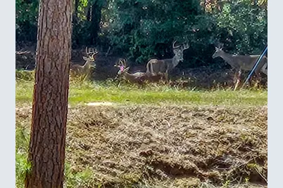 4491 S Fm 2869, Hawkins, TX 75765 - Photo 14