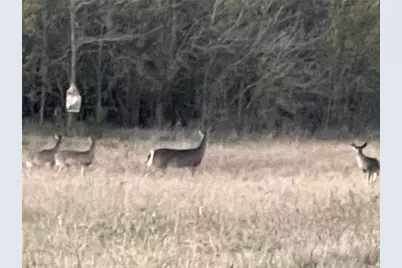 Tbd County Road 4145, Cooper, TX 75432 - Photo 2