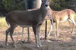 5106 FM 51, Glen Rose, TX 76043 - Photo 2