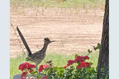 1759 Canyon Wren Loop, Graford, TX 76449 - Photo 12