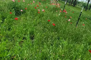 4336 Carpenters Bluff Rd, Denison, TX 75021 - Photo 40