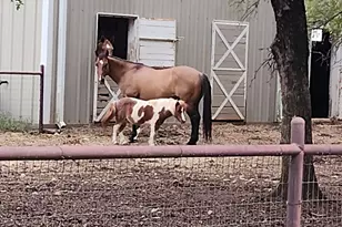 613 Bone Rd, Valley Mills, TX 76689 - Photo 28