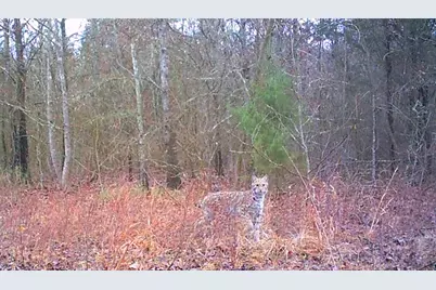 00 Mistletoe Road, Gilmer, TX 75644 - Photo 22