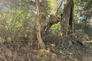 Tbd Cr 2864, Hughes Springs, TX 75656 - Photo 10