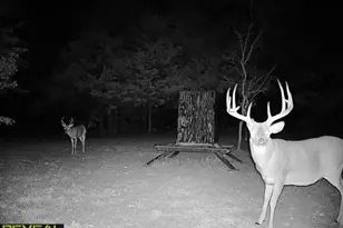 186 Martin Ln, Sadler, TX 76264 - Photo 38