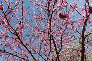 4044 Buena Vista, Dallas, TX 75204 - Photo 4