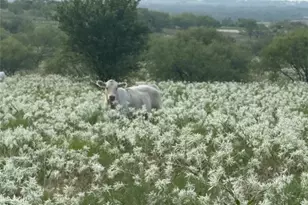 381 Private Road 4512, Decatur, TX 76234 - Photo 2