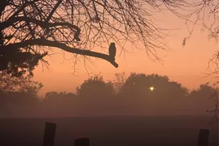 8009 Wood Ln, Terrell, TX 75160 - Photo 38