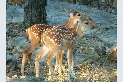 Lot 449 Ranchview Court, Bowie, TX 76230 - Photo 6